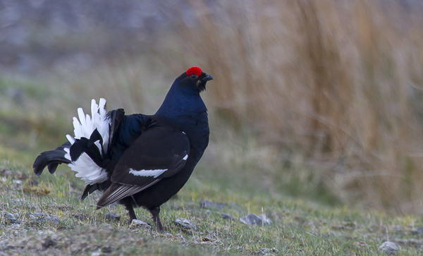 Black grouse, north Wales