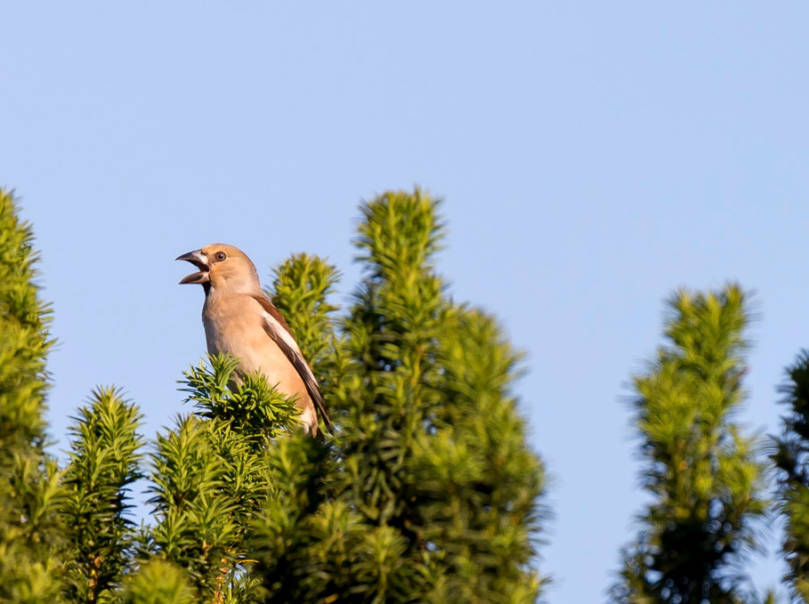 Hawfinch on yew.