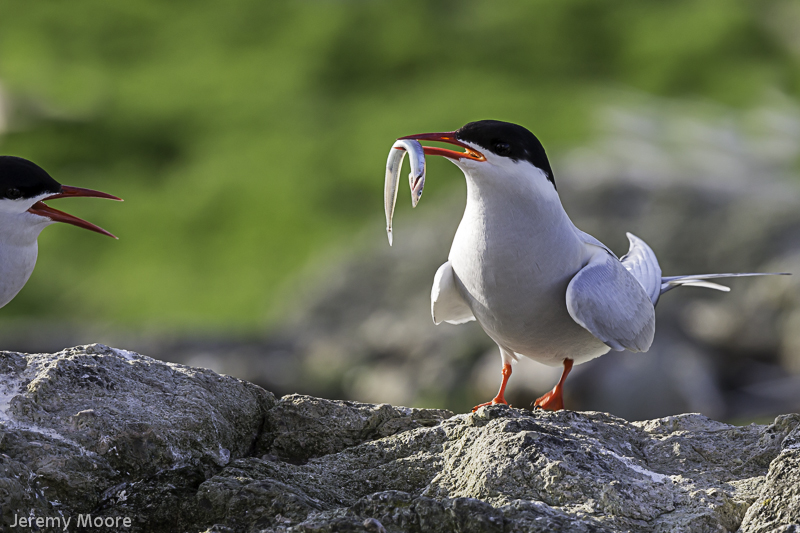 Arctic tern - the Skerries